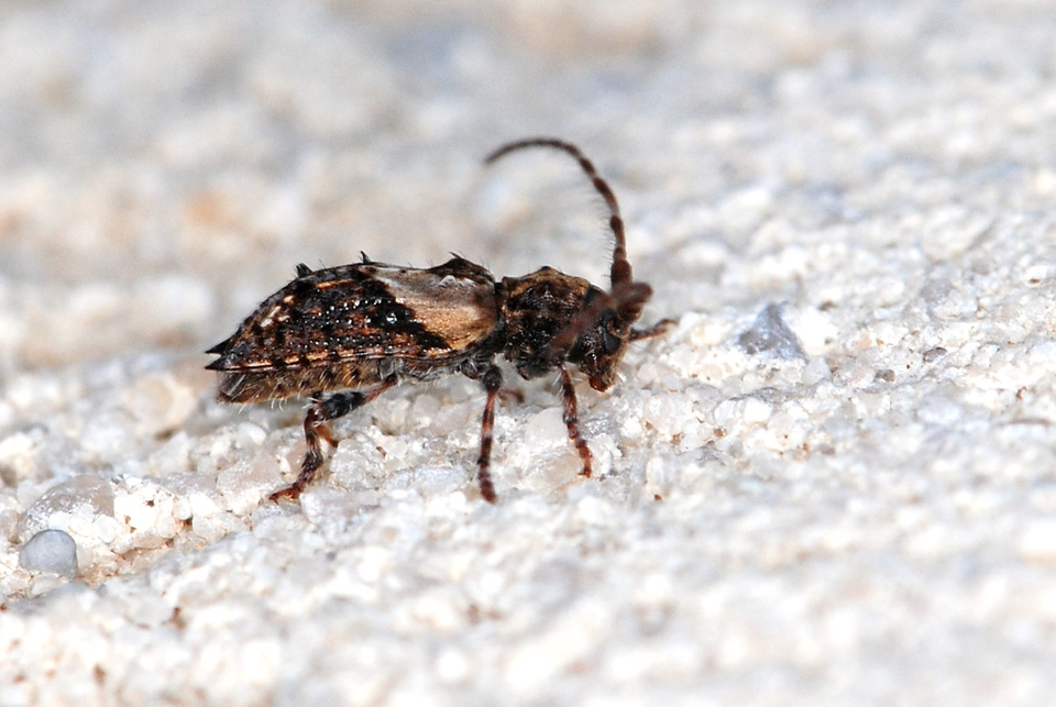 identificazione: Pogonocherus hispidus